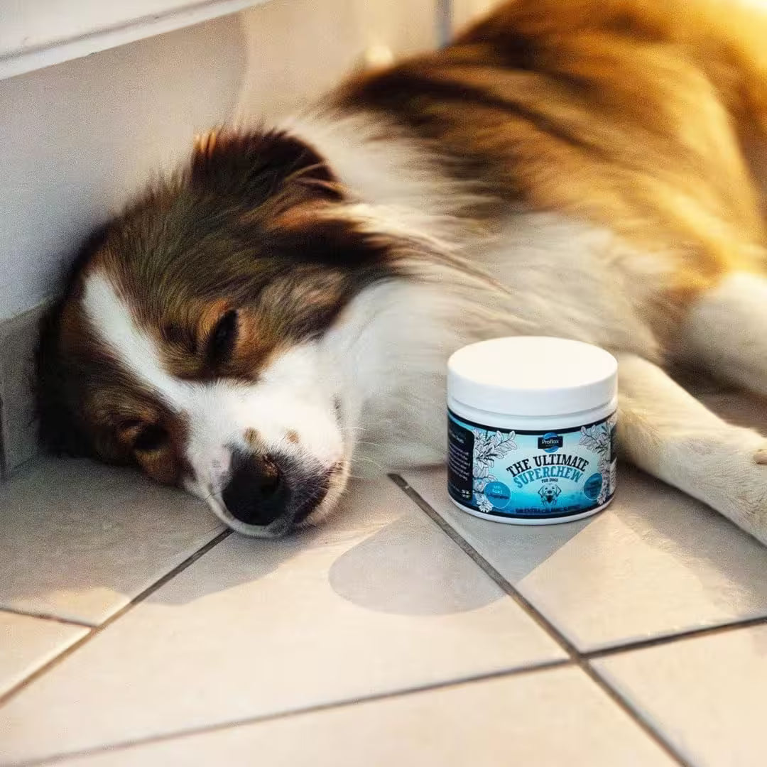 Proflax Calming Superchews for Dogs 120g – Functional Soft Chews