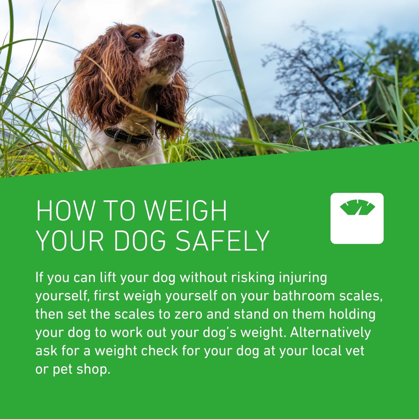 FRONTLINE Plus Flea & Tick Treatment for Medium Dogs 6 Pipettes